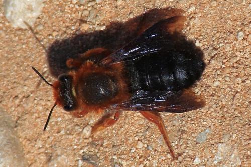 Megachile sp.